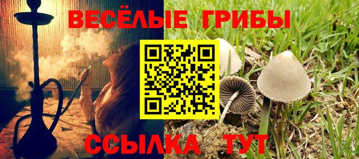 Псилоцибиновые грибы Psilocybine cubensis Коломна